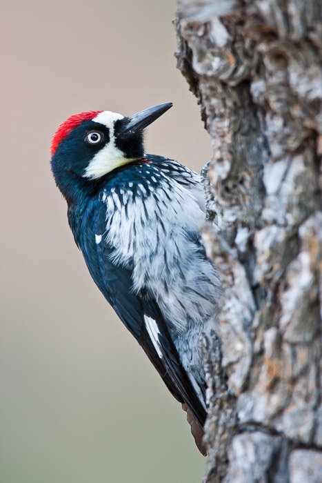 Un pájaro emplumado negro, blanco y rojo posado en un árbol