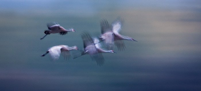 Cuatro pájaros en pleno vuelo con desenfoque de movimiento