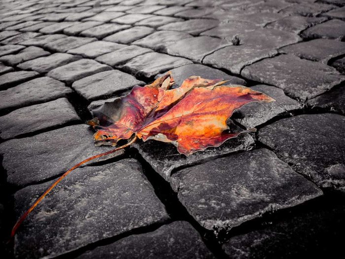 Una mezcla de blanco y negro con un ejemplo de fotografía en color en una imagen de una hoja de naranja en un pavimento monocromático