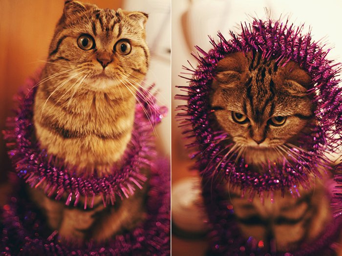 Linda fotografía díptico de un gato envuelto en oropel navideño