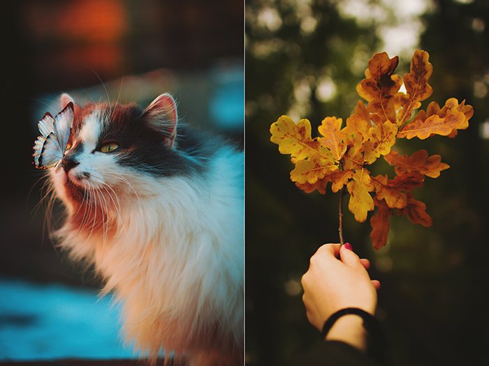 Linda foto de díptico de otoño de un gato y una mano sosteniendo una rama de hojas de otoño