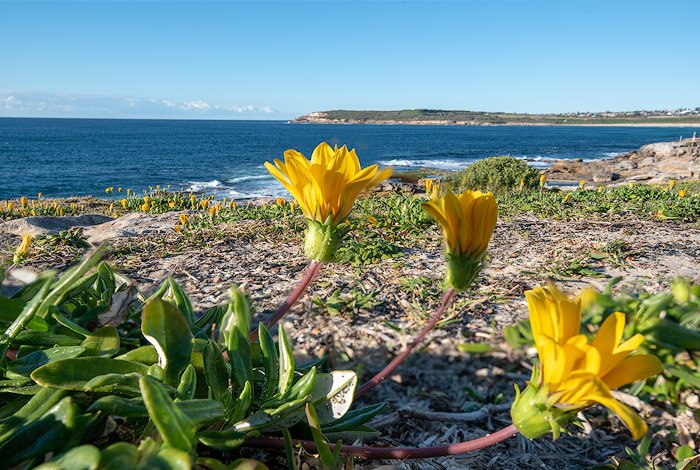 Una imagen apilada de enfoque de flores amarillas en la playa, ejemplo de fotografía entre paréntesis