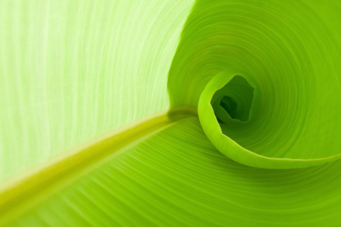 Una hoja curva verde