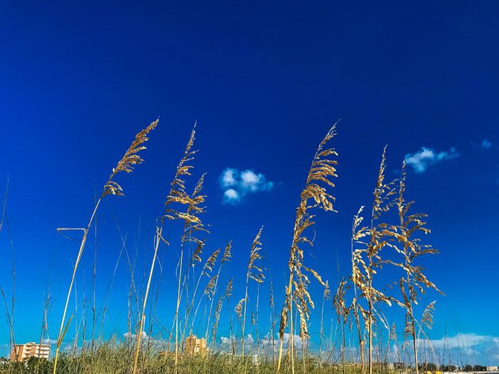 Una impresionante foto HDR de iPhone de plantas junto al mar