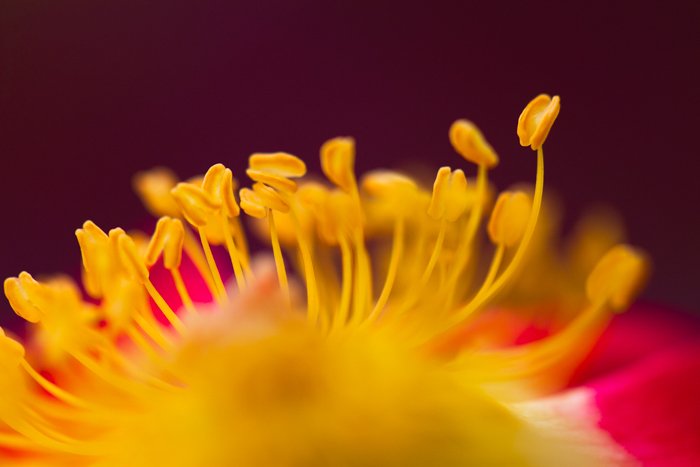 una foto macro del centro de una flor