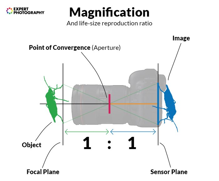 Un diagrama que muestra cómo funciona la ampliación en la fotografía.