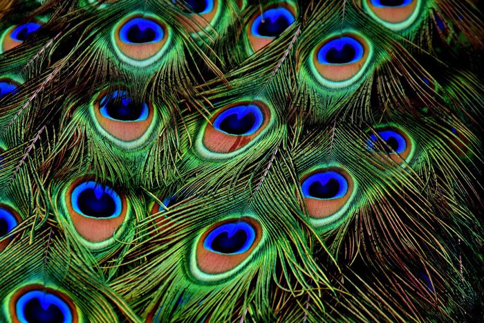 Foto de coloridas plumas de pavo real