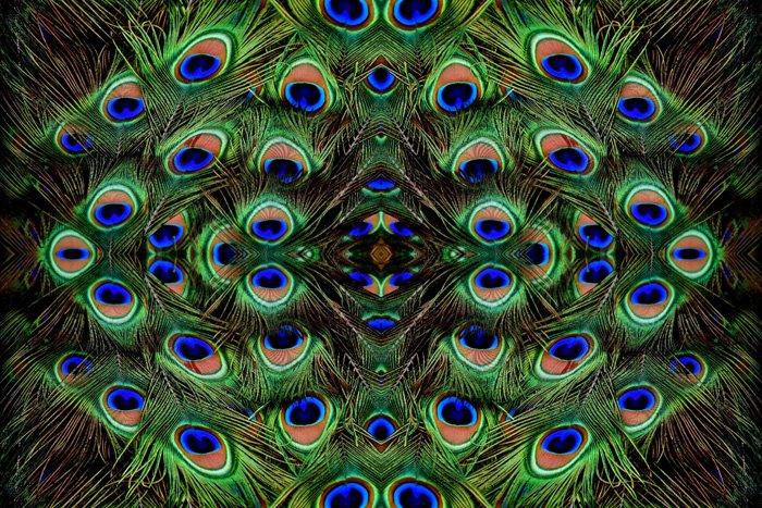 Foto de coloridas plumas de pavo real reflejadas