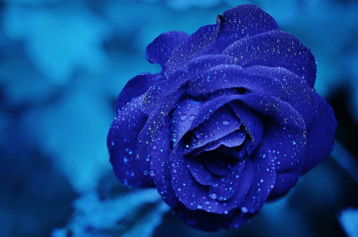 Una foto de primer plano de una rosa azul con fondo azul - foto de color monótono