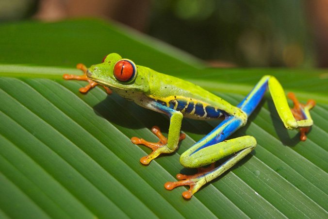 Un primer plano de una rana colorida en una hoja