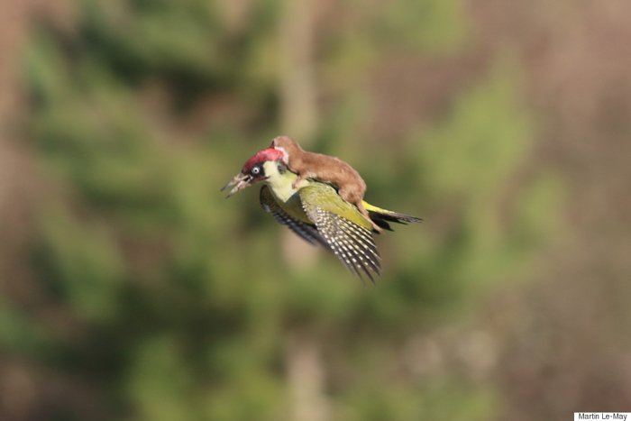 Foto de un pájaro carpintero con una comadreja en la espalda