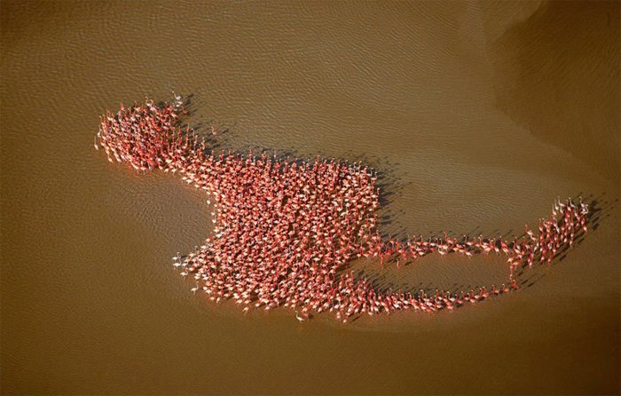 Foto de un grupo de flamencos en forma de flamenco.