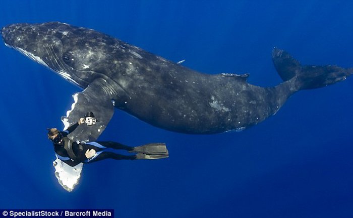 Una ballena nadando con un buzo