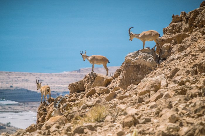 las cabras montesas de pie en la ladera de una montaña rocosa