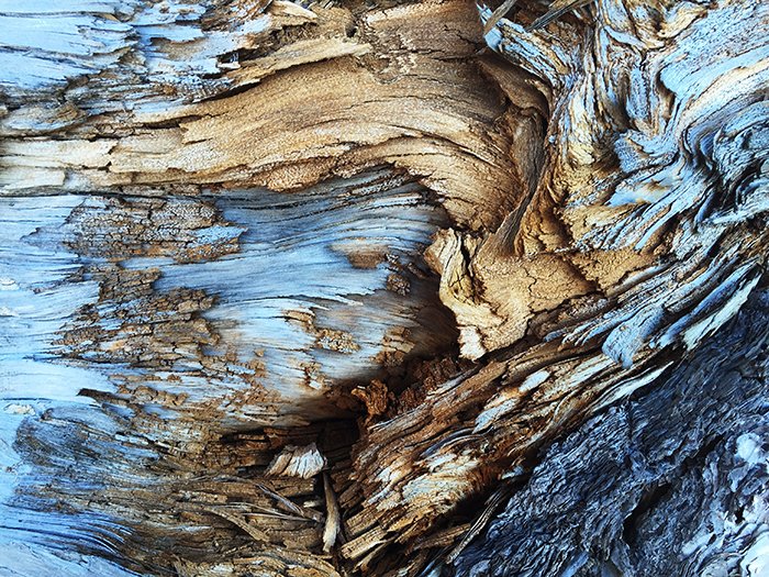 Una impresionante foto de texturas en la naturaleza.