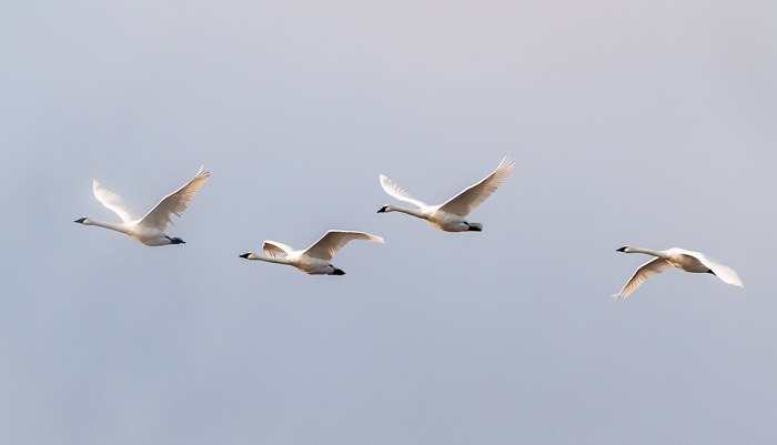 Cisnes trompetistas volando