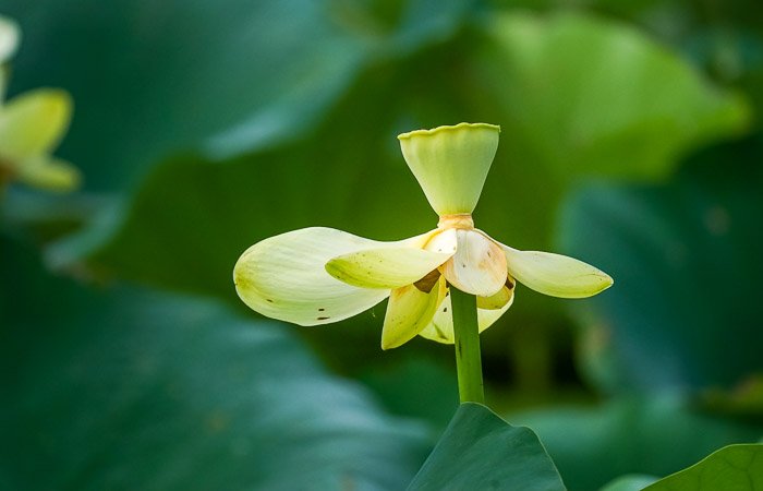 flor de loto