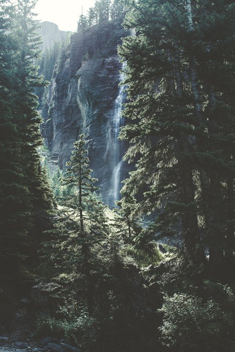 Árboles altos frente a una cascada