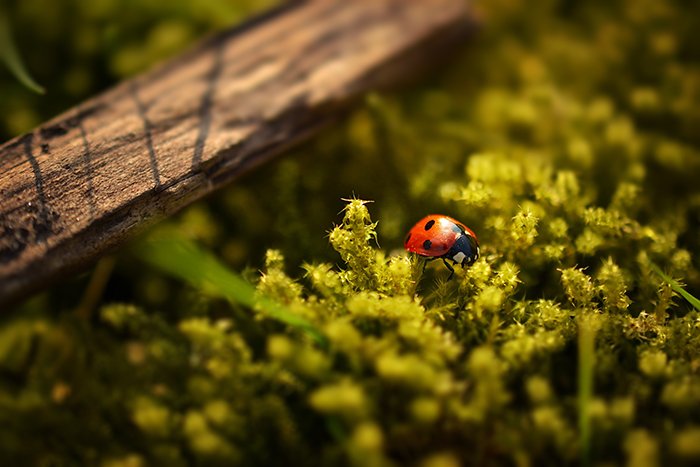 Una foto macro de una mariquita en una planta usando una lente de inclinación de cambio