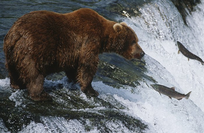 fotografía de vida silvestre.  un oso parado sobre una roca en un río embravecido, atrapando peces nadando contra la corriente