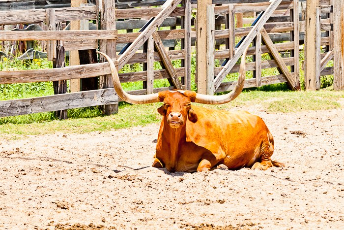 Un retrato de viaje de una vaca acostada en un campo.  Lista de tomas de fotografía de viajes.