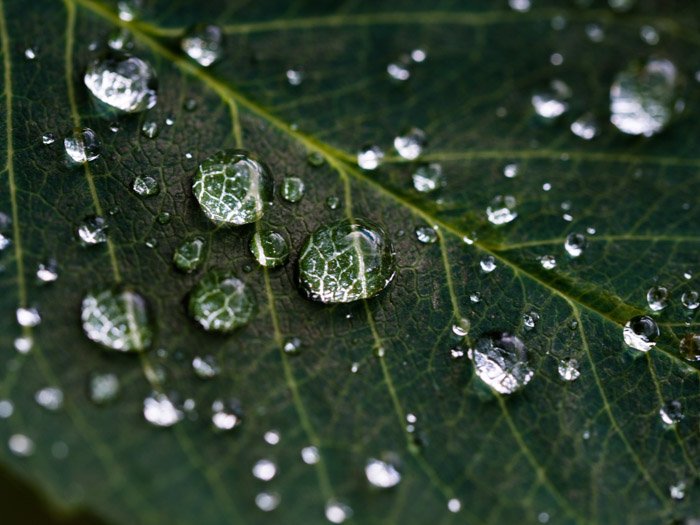 una foto macro de gotas de agua en una hoja