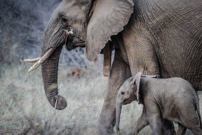 Foto de vida silvestre de una madre y un bebé elefante en sus hábitats naturales