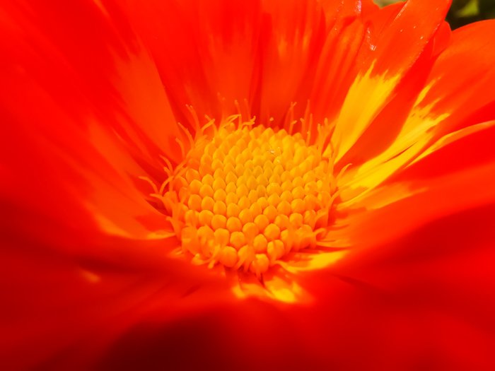 Cerca del centro de una flor de naranja