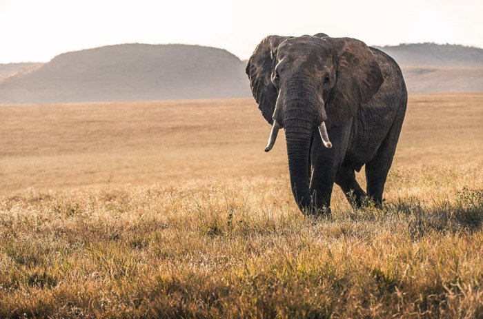 Un elefante caminando por un paisaje de hierba - ropa de fotografía de vida silvestre