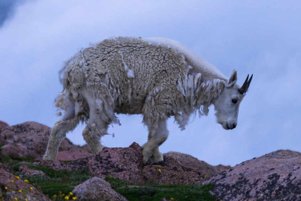 100% cosecha de foto de cabra de Mount Evans
