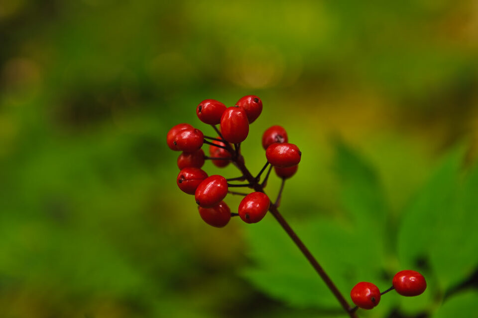 Capturado con Nikon 24-70mm f/2.8