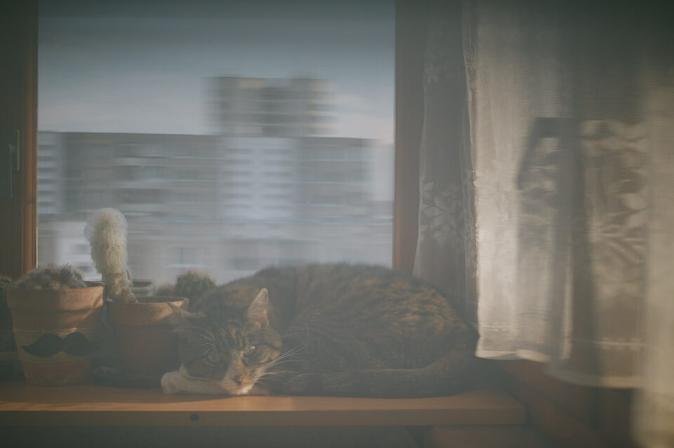 Prueba de gato de 50 mm