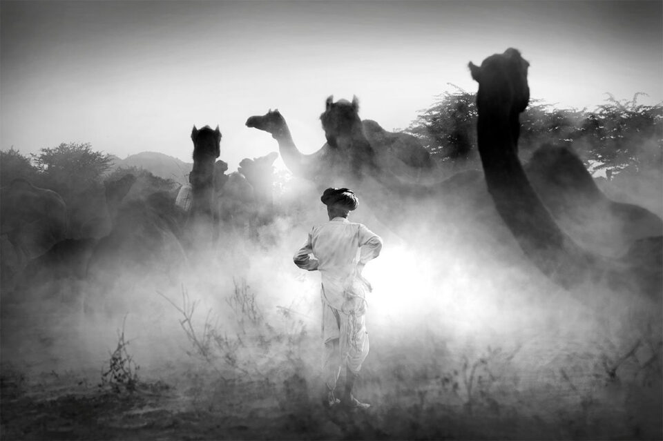 7.-Swarup-Chatterjee_Holi-India_Camel-Feria