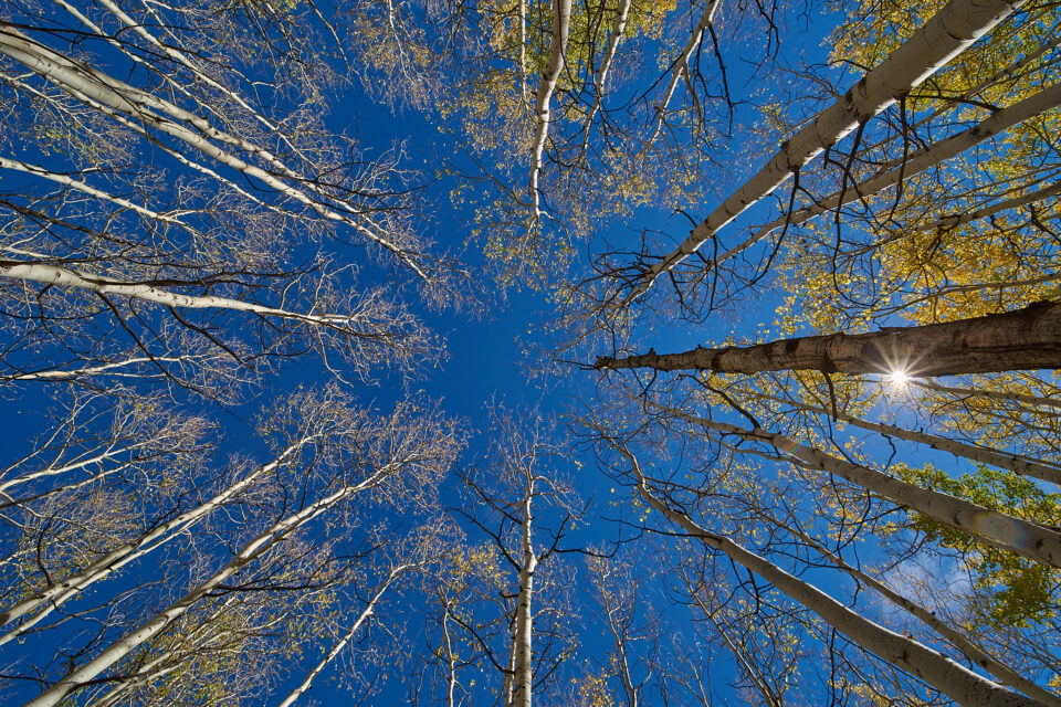 Lente ultra gran angular Aspen Trees