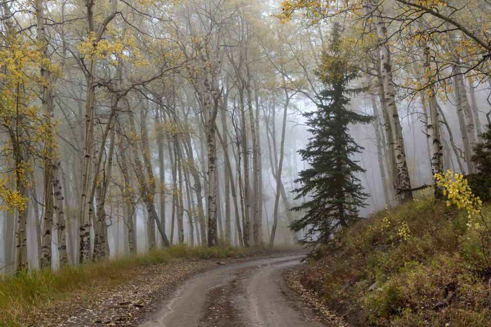 Álamos en la niebla