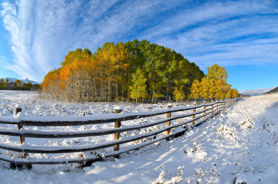 Álamos en la nieve