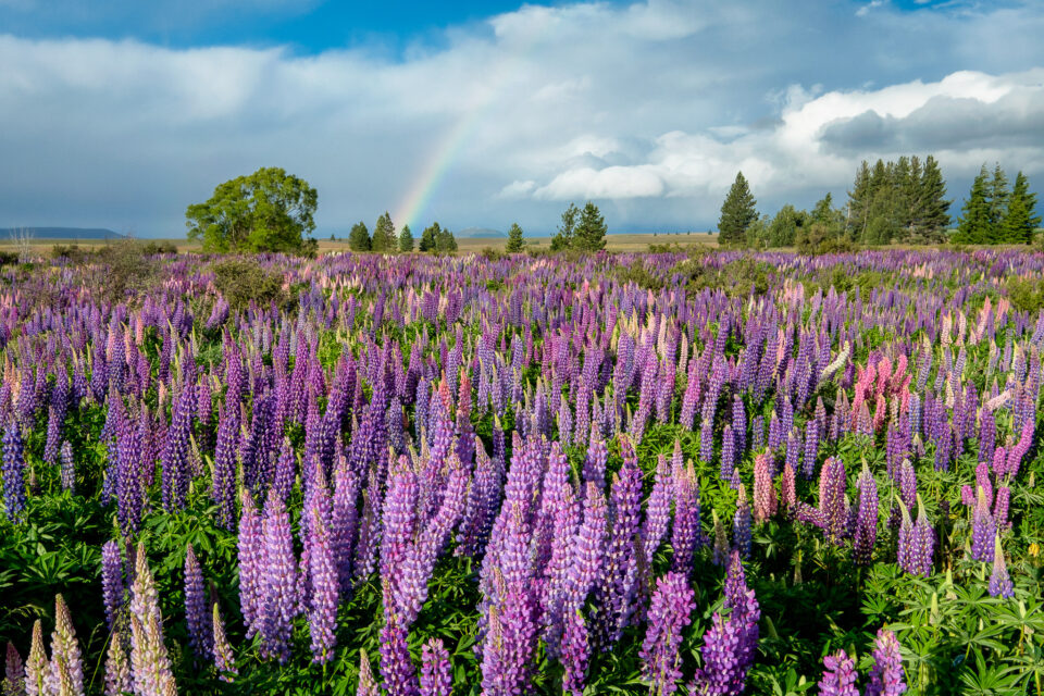 Rainbow y Lupines, Nueva Zelanda. A menudo elijo intencionalmente el