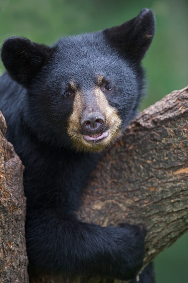 cachorro de oso negro
