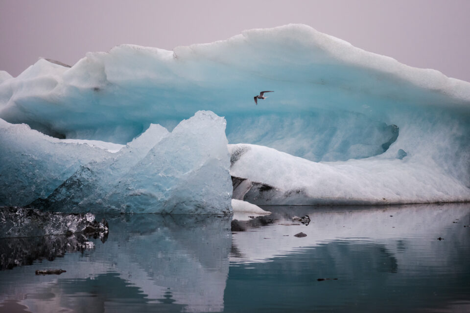 Hielo azul y gaviota
