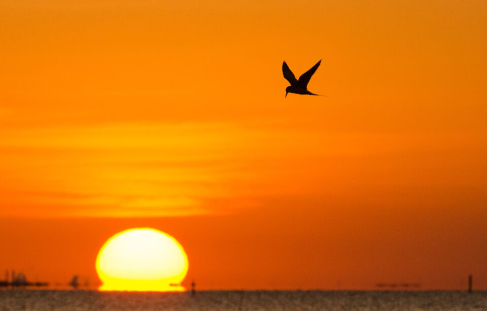 Gaviotín al atardecer