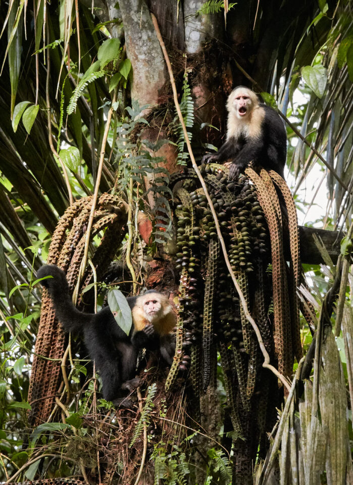 Canon EF 300 mm f2.8L IS USM Muestra de imagen (3)