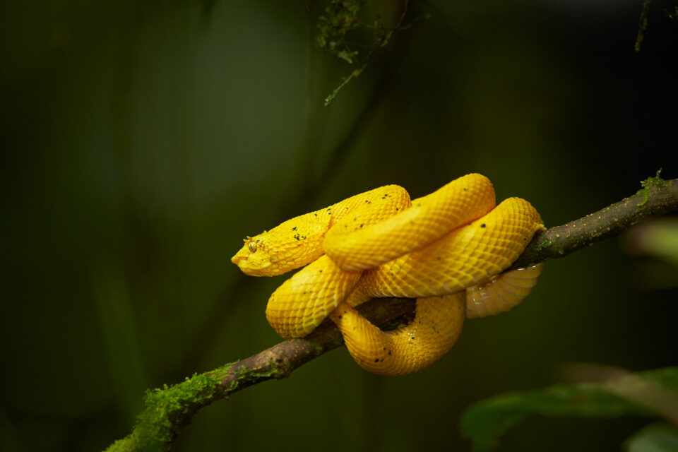 Canon EF 300 mm f2.8L IS USM Muestra de imagen (5)