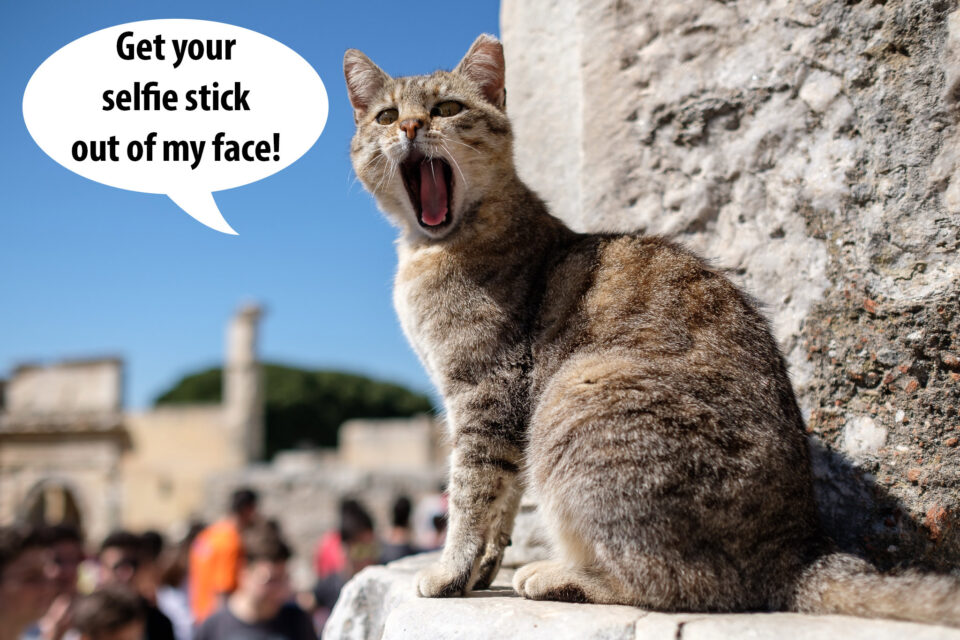 Gato sin palo selfie