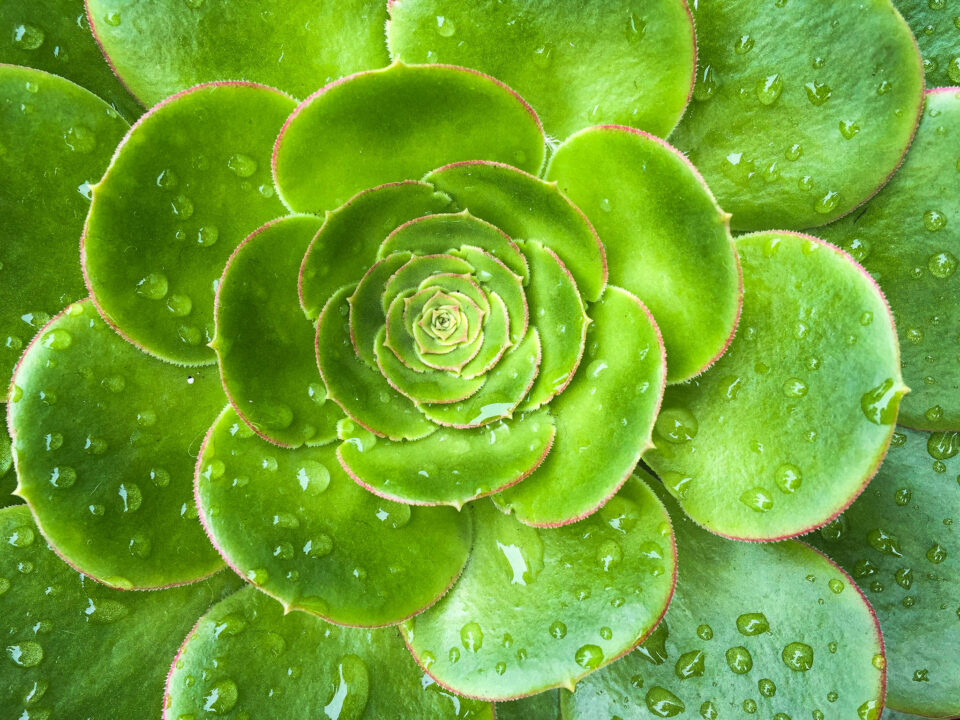 Primer plano de fotografía de teléfono celular-1