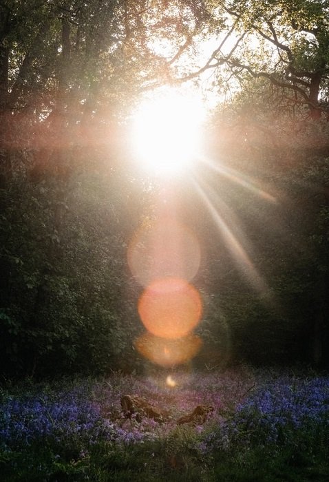 destello de lente en una escena de bosque surrealista utilizada como un efecto de photoshop creativo