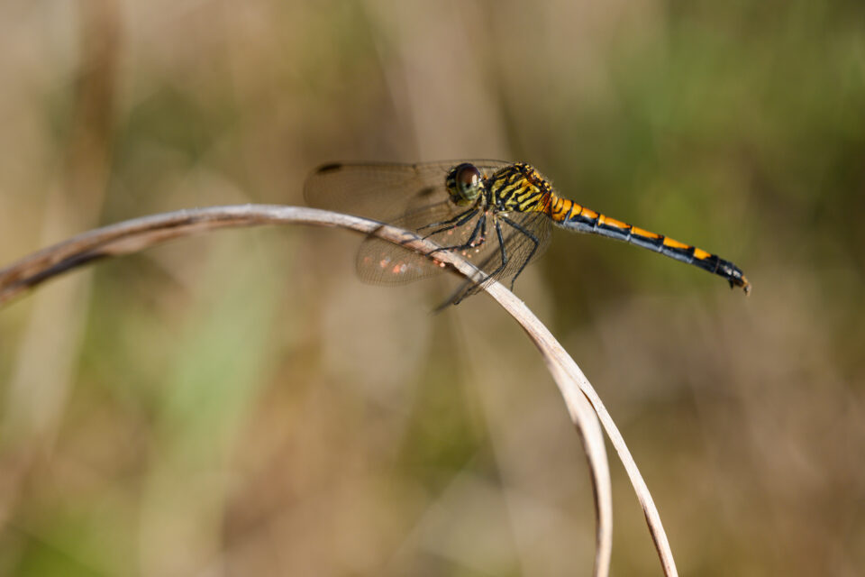 Foto de libélula con un fondo ajetreado que distrae y un mal bokeh