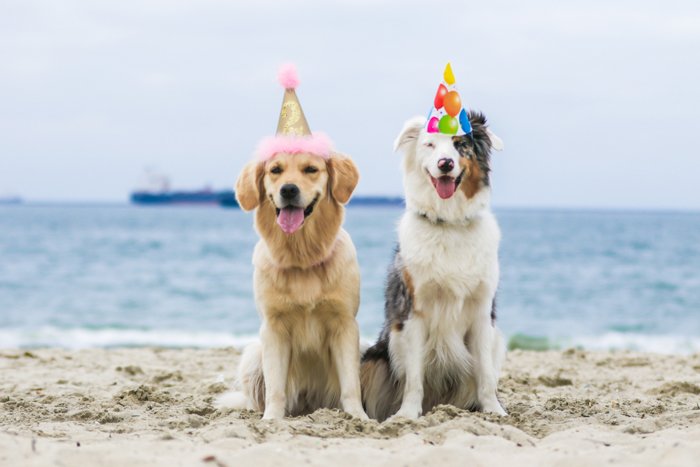 Dos lindos perros con sombreros de fiesta posando en la playa