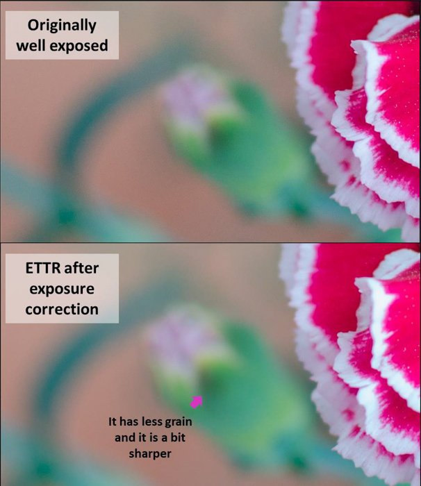 Díptico de fotografía de flores que muestra una foto originalmente bien expuesta y luego ETTR después de la corrección de exposición
