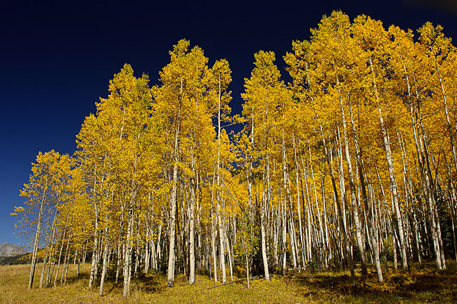 Caso extremo de polarización Caso extremo de polarización