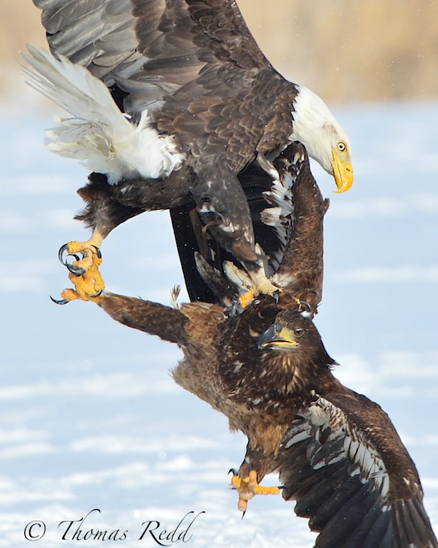 Águilas de pelea